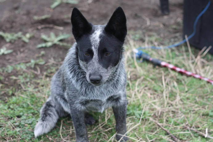 purebred-blue-heeler-big-0