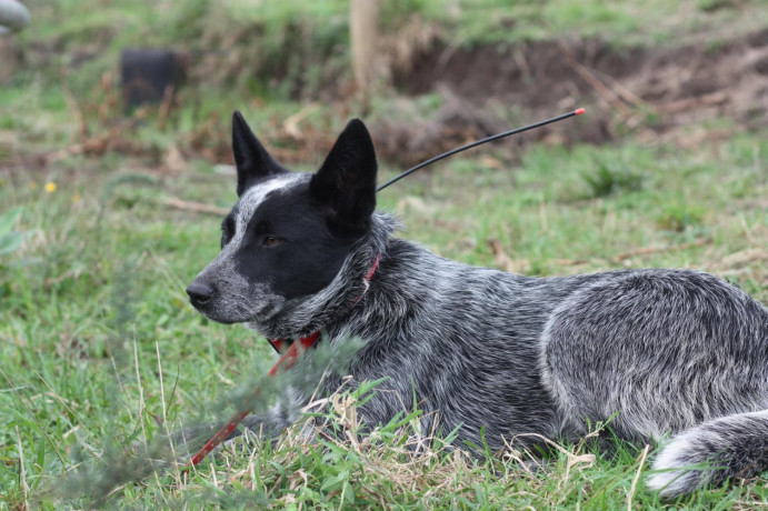 purebred-blue-heeler-big-4