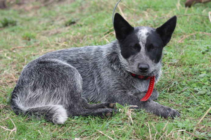 purebred-blue-heeler-big-2