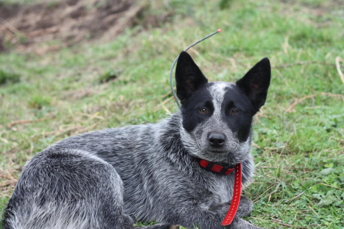 purebred-blue-heeler-big-1