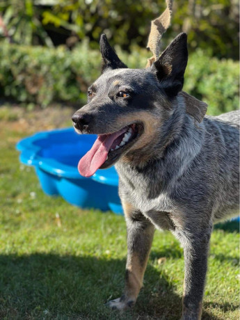 purebred-blue-heeler-big-7