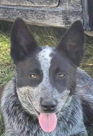 purebred-blue-heeler-big-5