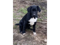 pups-hunterway-heading-cross-small-0