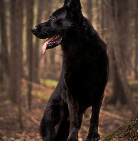 anatolian-shepherd-big-0