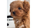 available-toy-poodle-pups-1-girl-nikki-small-1