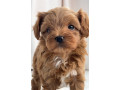 available-toy-poodle-pups-1-girl-nikki-small-0