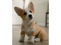 precious-lovely-corgi-puppy-small-0