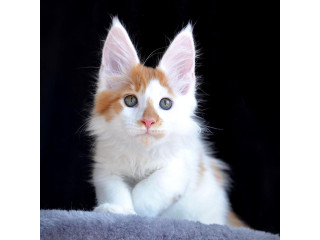 Sweet Lovely Maine Coon Kitten