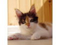 healthy-tested-maine-coon-kittens-small-5