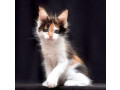healthy-tested-maine-coon-kittens-small-2