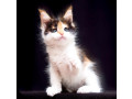 healthy-tested-maine-coon-kittens-small-7