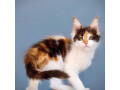 healthy-tested-maine-coon-kittens-small-6