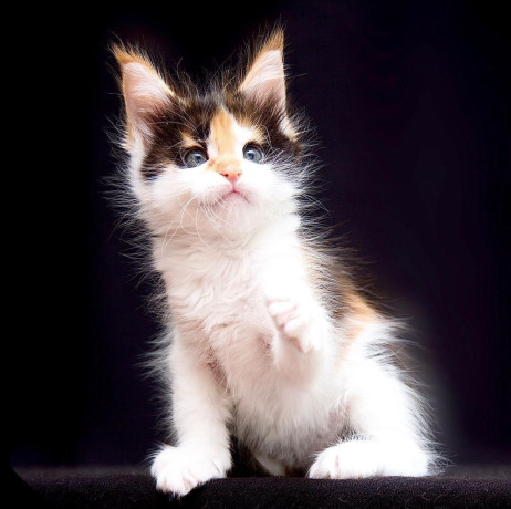 healthy-tested-maine-coon-kittens-big-7