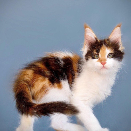 healthy-tested-maine-coon-kittens-big-6