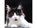 adorable-maine-coons-kitten-small-4