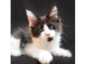 adorable-maine-coons-kitten-small-3