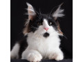 adorable-maine-coons-kitten-small-6