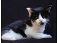 adorable-maine-coons-kitten-small-5
